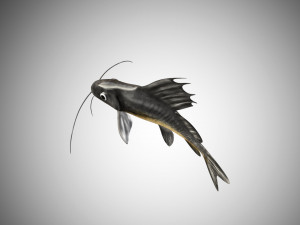 catfish rigged low poly 3D-Modell