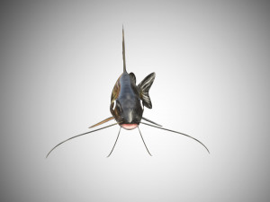 catfish rigged low poly 3D-Modell