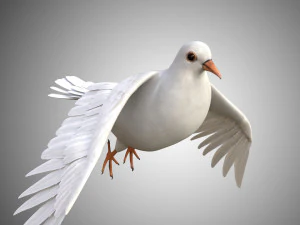 현실적인 조작 높은 상세한 낮은 폴리 비둘기 3D 모델