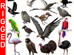 17 realistic rigged high detailed low poly bird collection 3D Model