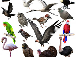 17 realistic rigged high detailed low poly bird collection Modelo 3D