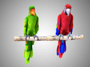 17 realistic rigged high detailed low poly bird collection 3D Model