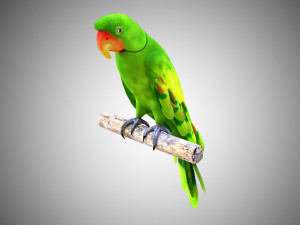 17 realistic rigged high detailed low poly bird collection Modelo 3D