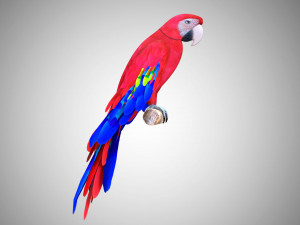 17 realistic rigged high detailed low poly bird collection Modelo 3D