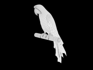 17 realistic rigged high detailed low poly bird collection Modelo 3D