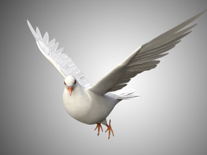 17 realistic rigged high detailed low poly bird collection Modelo 3D