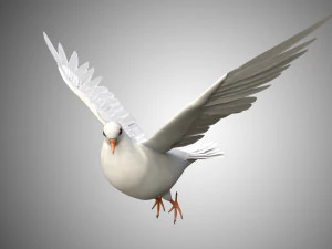 17 realistic rigged high detailed low poly bird collection 3D Model