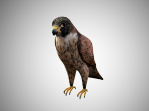 17 realistic rigged high detailed low poly bird collection Modelo 3D