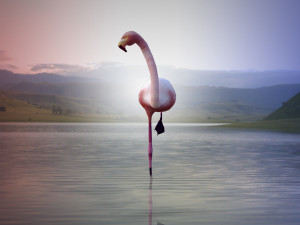 17 realistic rigged high detailed low poly bird collection Modelo 3D