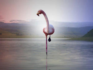 17 realistic rigged high detailed low poly bird collection 3D Model