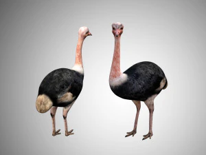17 realistic rigged high detailed low poly bird collection 3D Model