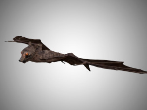 realistic high detailed rigged low poly bat 3D Model