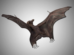 realistic high detailed rigged low poly bat 3D Model