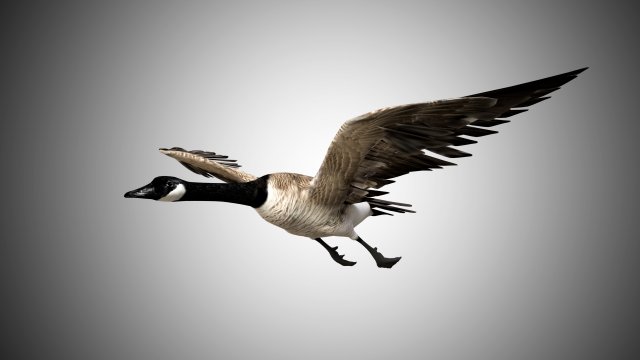 goose rigged low poly 3D Model .c4d .max .obj .3ds .fbx .stl .blend 