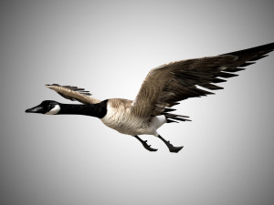 goose rigged low poly 3Dモデル