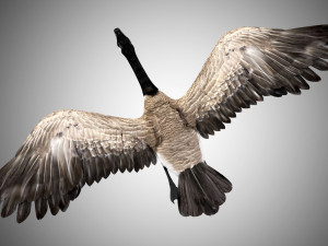 goose rigged low poly 3D Model