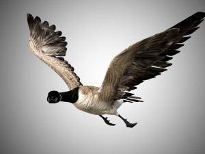 goose rigged low poly 3D Model