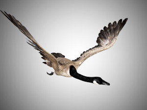 goose rigged low poly 3D Model