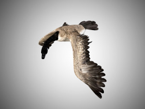 goose rigged low poly 3D Model