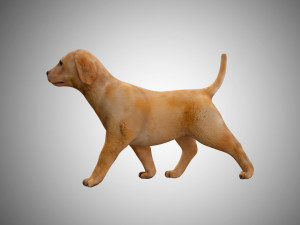 puppy rigged low poly model 3D 模型