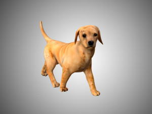 puppy rigged low poly model 3D 模型