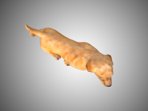 puppy rigged low poly model 3D 模型