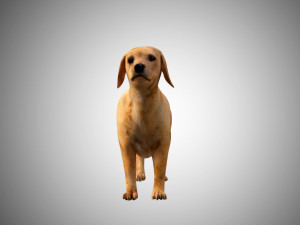 puppy rigged low poly model 3D 模型