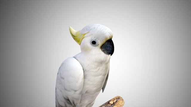 cockatoo low poly rigged 3D Модель .c4d .max .obj .3ds .fbx .stl .blend 