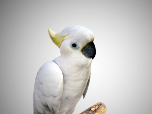 cockatoo low poly rigged 3D Model