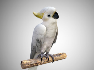 cockatoo low poly rigged 3D Модель