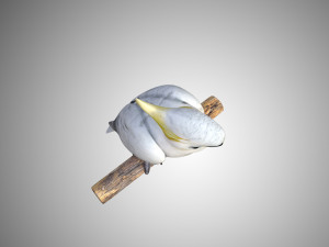 cockatoo low poly rigged 3D Модель