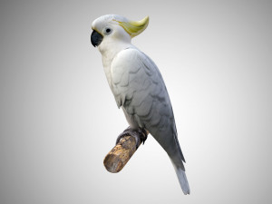 cockatoo low poly rigged 3D Модель
