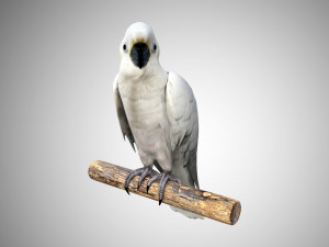 cockatoo low poly rigged 3D Модель