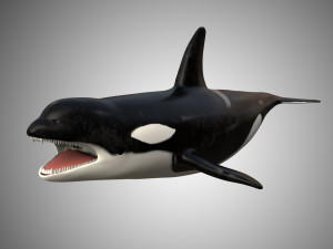 whale low poly rigged Modelo 3D