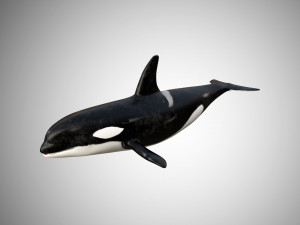 whale low poly rigged Modelo 3D