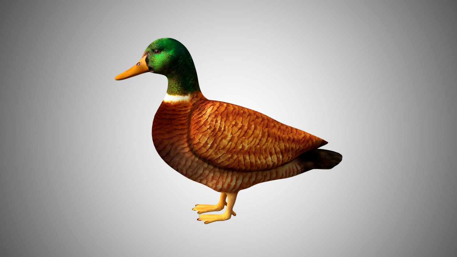 3d модель утки