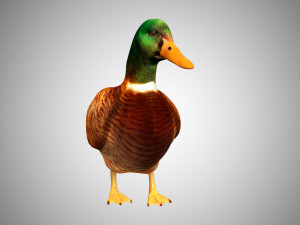 duck collection rigged and low poly Modelo 3D