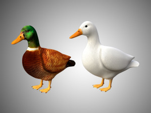 duck collection rigged and low poly Modelo 3D