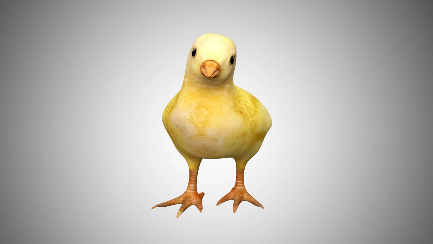 chick collection rigged and low poly 3D Model .c4d .max .obj .3ds .fbx .stl .blend 