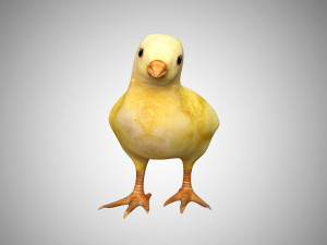 chick collection rigged and low poly 3D Model