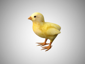 chick collection rigged and low poly Modello 3D
