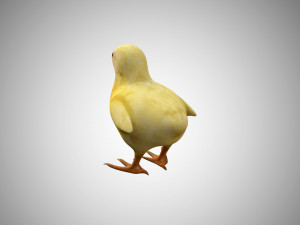 chick collection rigged and low poly Modello 3D