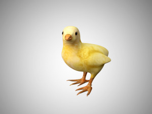 chick collection rigged and low poly Modello 3D