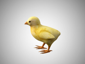 chick collection rigged and low poly Modello 3D