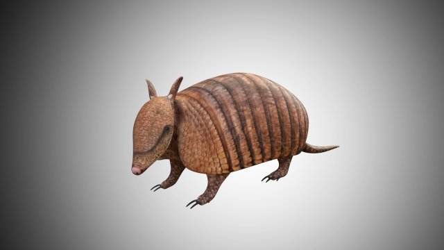 realistic armadillo low poly rigged Modello 3D .c4d .max .obj .3ds .fbx .stl .blend 