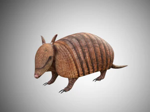 armadillo realistis yang dicurangi poli rendah Model 3D