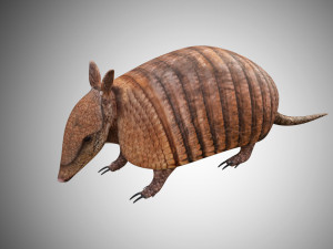 realistic armadillo low poly rigged Modello 3D