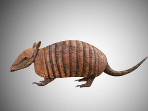 realistic armadillo low poly rigged 3D Model