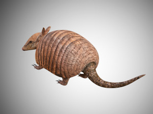 realistic armadillo low poly rigged Modello 3D
