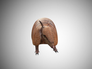 realistic armadillo low poly rigged Modello 3D